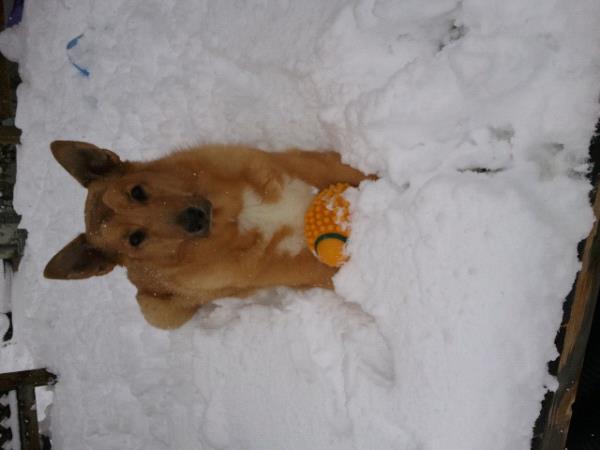 /Images/uploads/Humane Society of Utah/HSUCalendar/entries/1526thumb.jpg